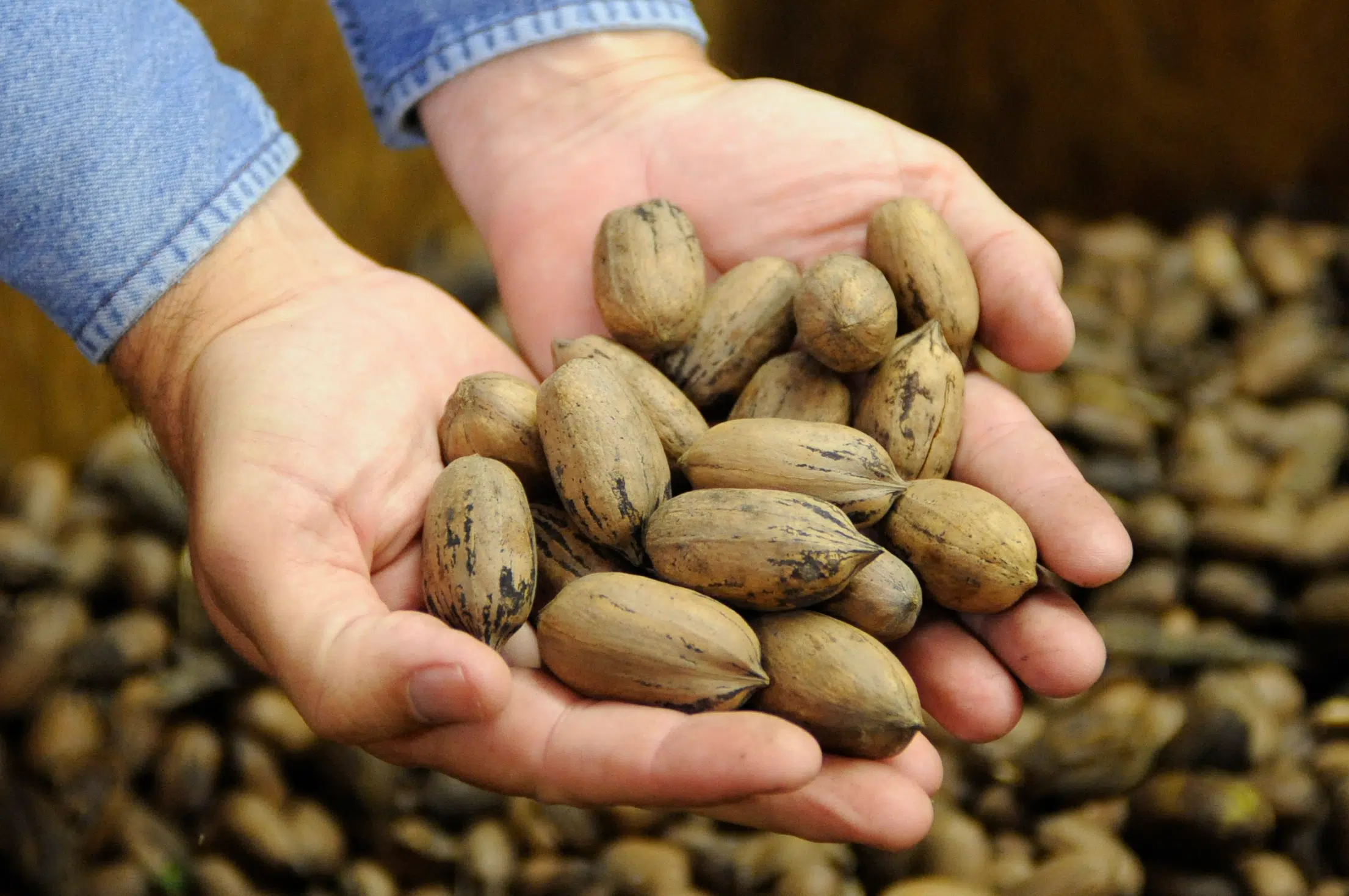 Not that nutty of an idea. State lawmaker proposes bill to make the pecan the official state nut