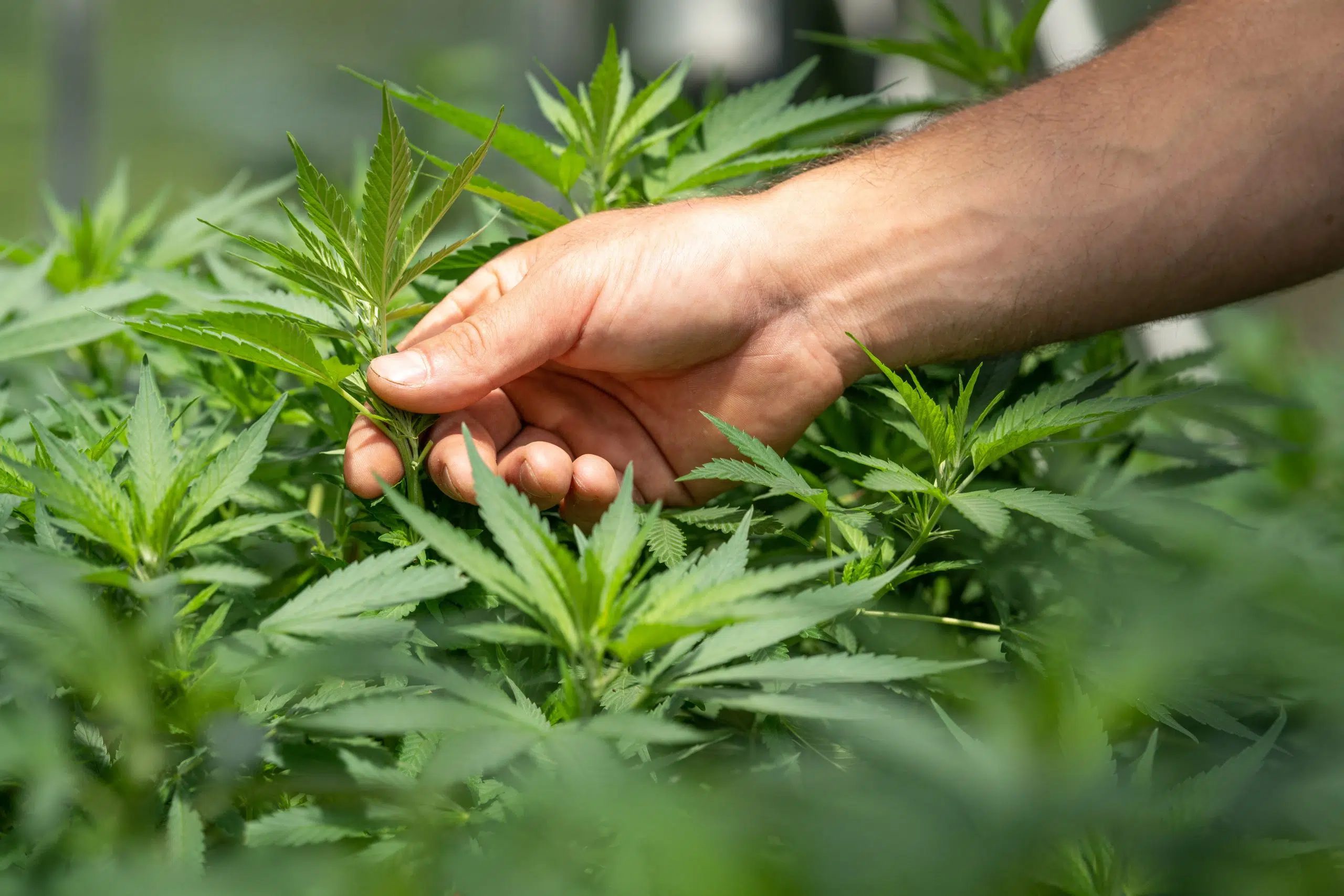 Legislation to legalize recreational marijuana is nipped in the bud