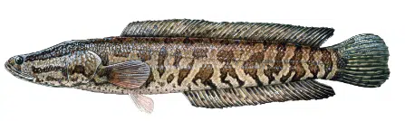 Invasive Species: LDWF verifies Northern Snakehead fish in Concordia Parish