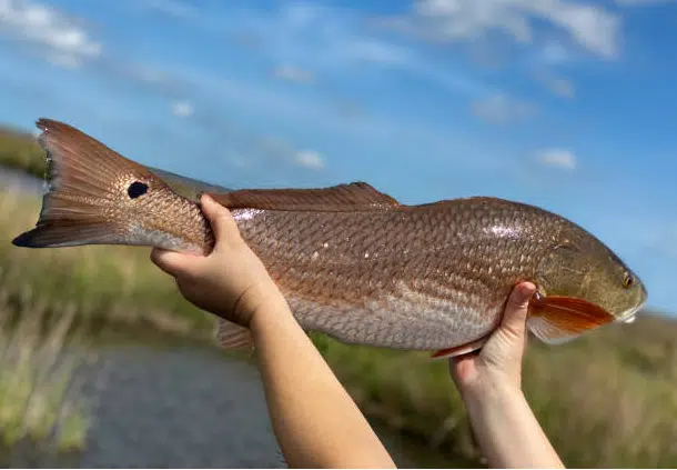 Wildlife and Fisheries Commission reduce catch limit for popular redfish and angler to preserve population