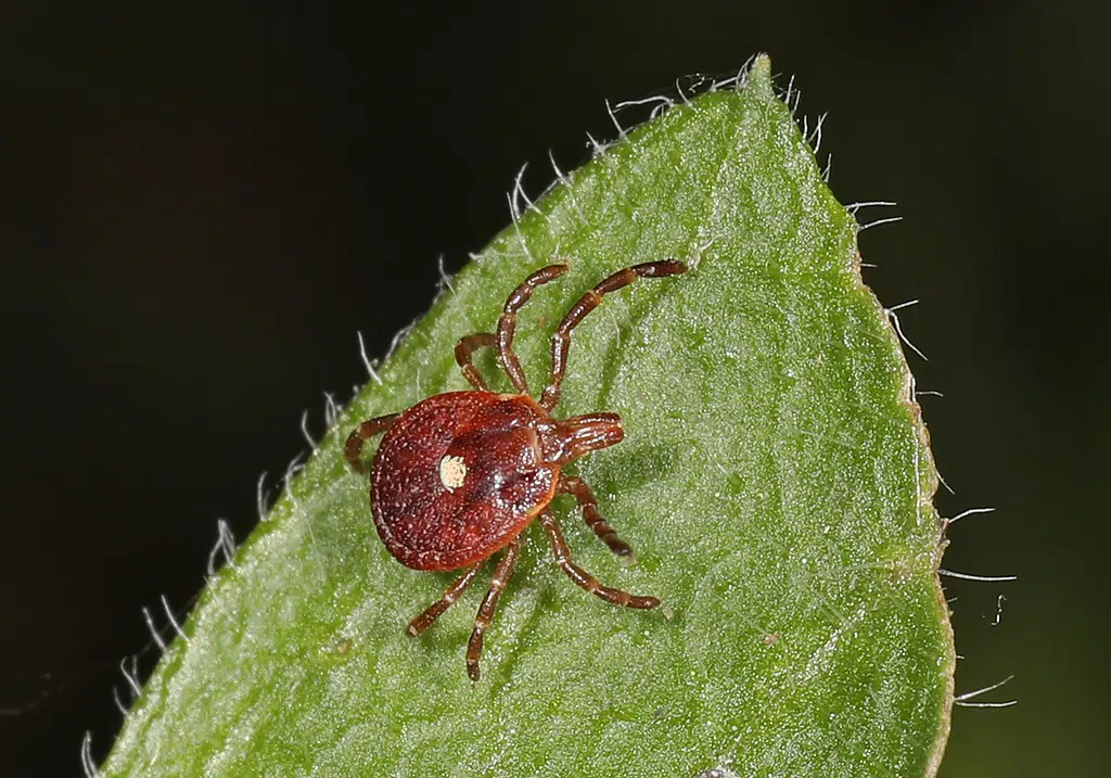 A tick bite could cause a meat allergy in humans