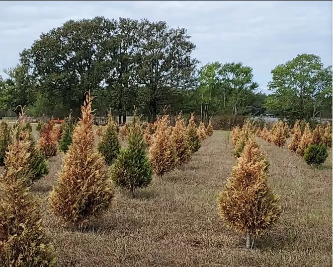 Christmas Town Christmas tree farm in Tangipahoa Parish forced to close due to drought and extreme temperatures
