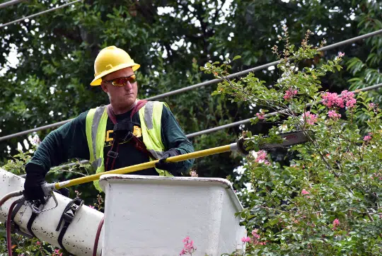 Entergy Louisiana accelerate tree-trimming in drought affected areas