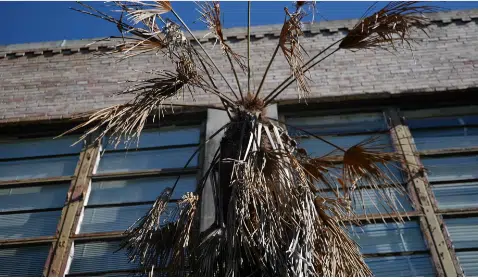 Deadly disease killing palm trees in Louisiana with no cure in sight