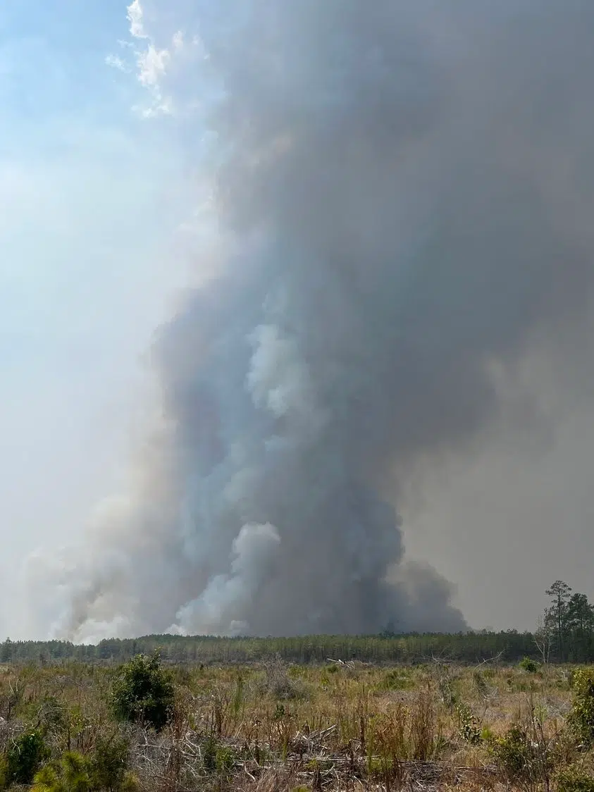 Economic loss of forests to drought and wildfires for timber land owners indescribable