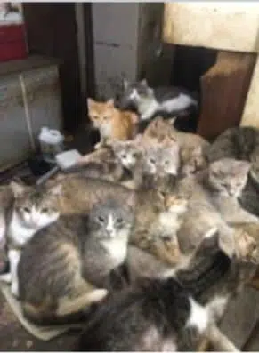 HSLA asking for help with 53 cats rescued from a hoarding situation