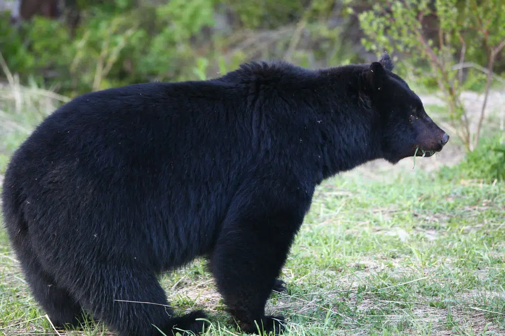Louisiana Black Bear hunting season set December 2024