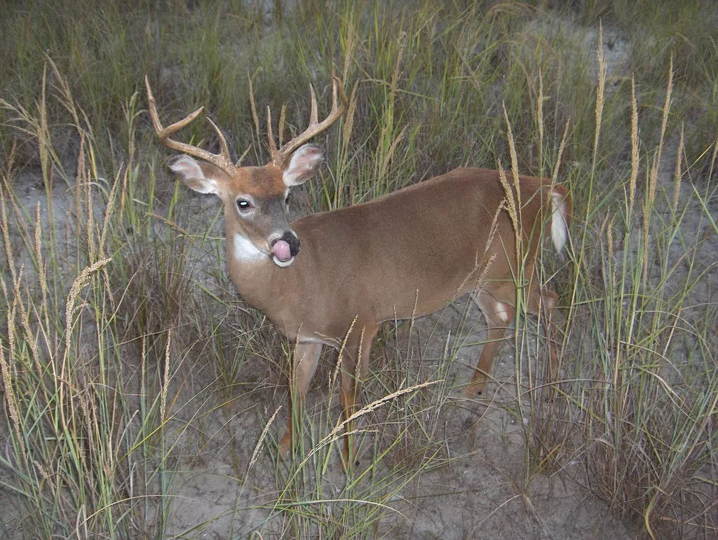 LDWF: Deer hunters in Bayou State urge to bring deer head to a collection point after CWD cases confirmed