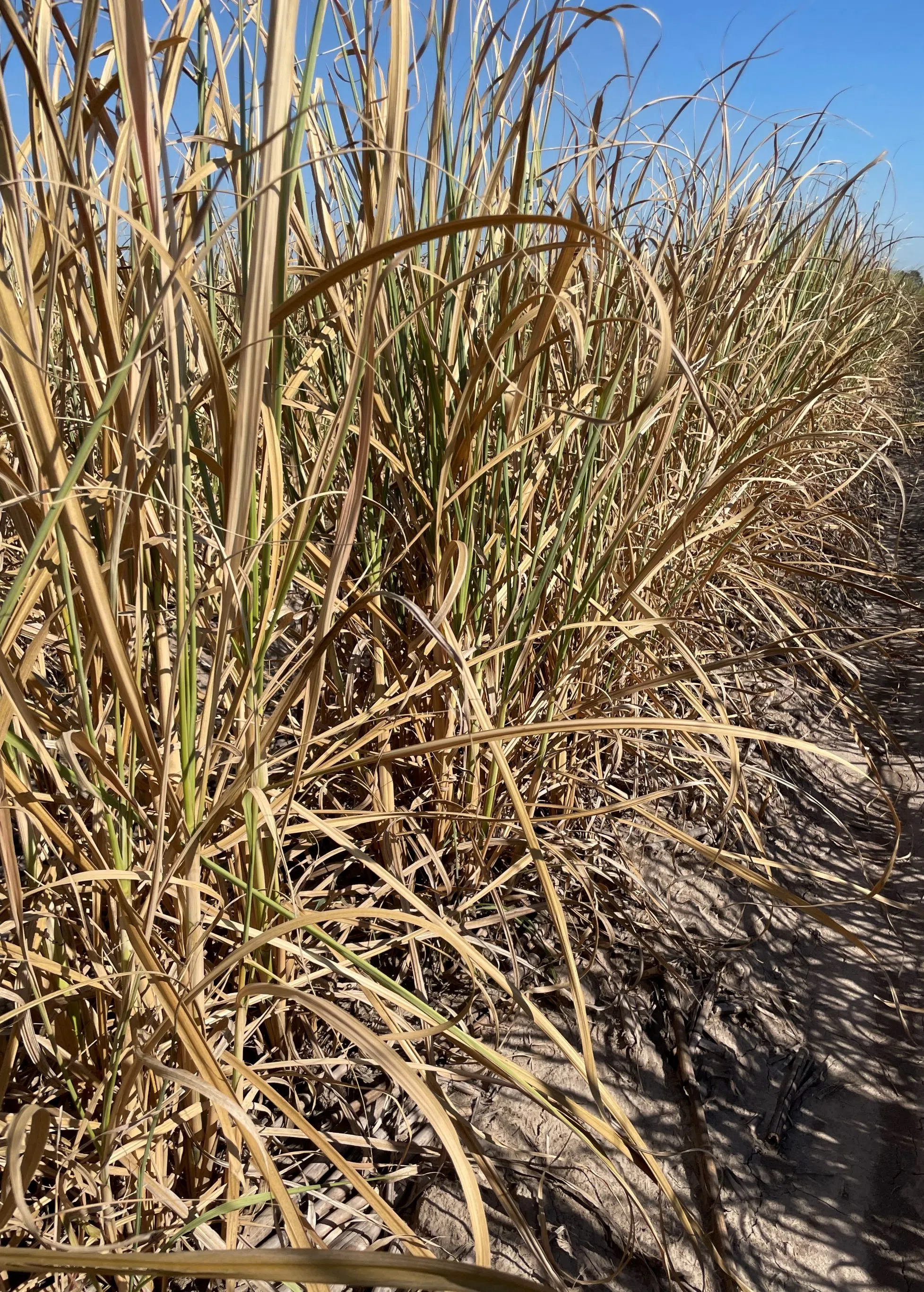 LSU AgCenter: Drought, excessive heat causes 1.69 billion dollars in damage to Louisiana's Ag and Forestry industry