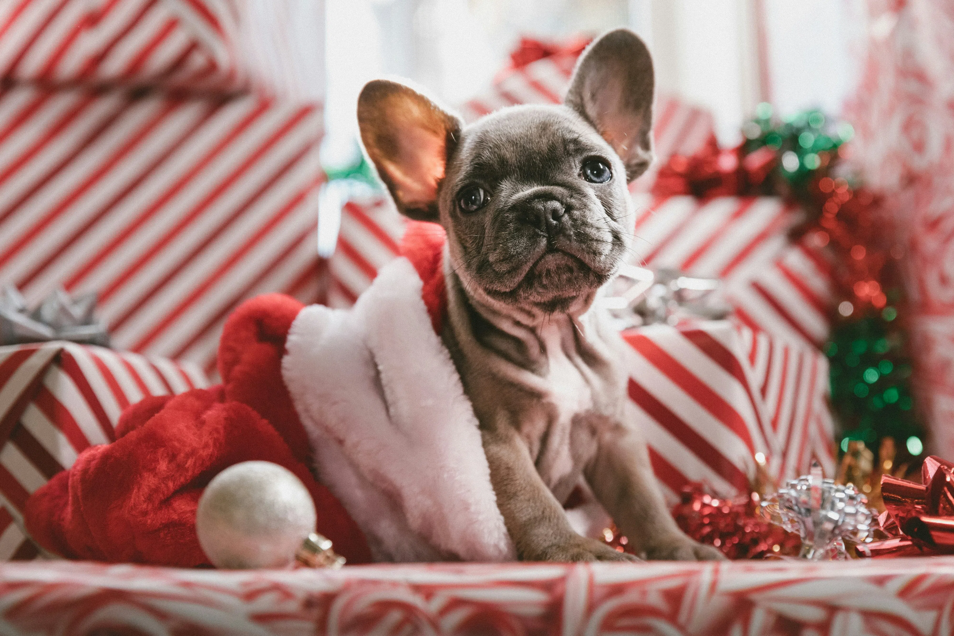 Rethink the gift of a puppy or kitten for Christmas...