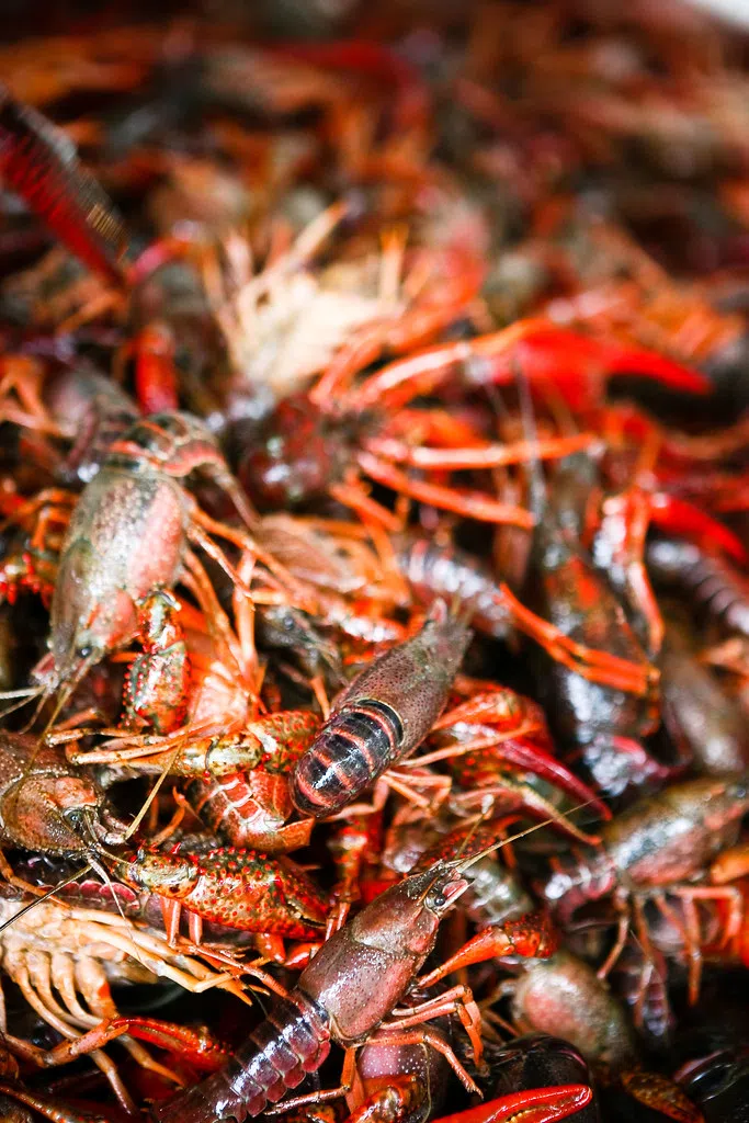 Expect low supply and high prices for 2024 Crawfish season due to drought