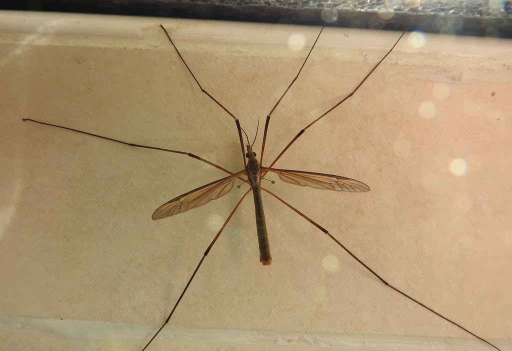 Giant crane flies arrives to the Bayou State in droves