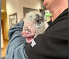 Humane Society of Louisiana provides shelter for piglet after being tossed around like a football