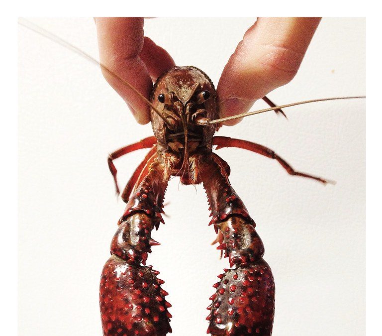 Crawfish season coming to an end, just how bad was it? - Vimarsana News
