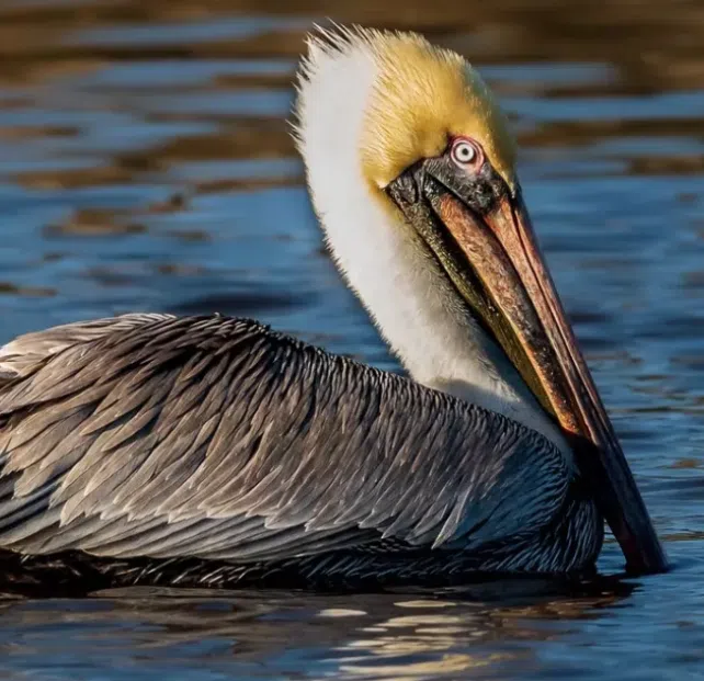 New birding website takes flight in Louisiana