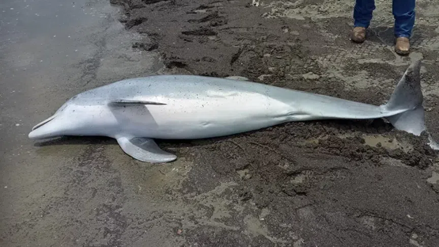 $20,000 reward for information in the death of a dolphin in Cameron Parish