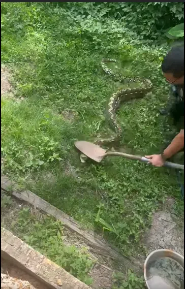 Police or snake wranglers? Houma officers capture large python over Memorial Day weekend