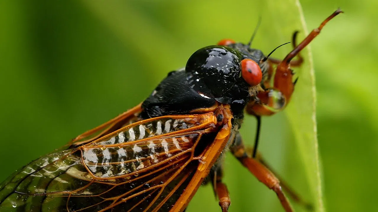 Two cicadas emerge for the first time since 1803, but is one brood still in Louisiana?