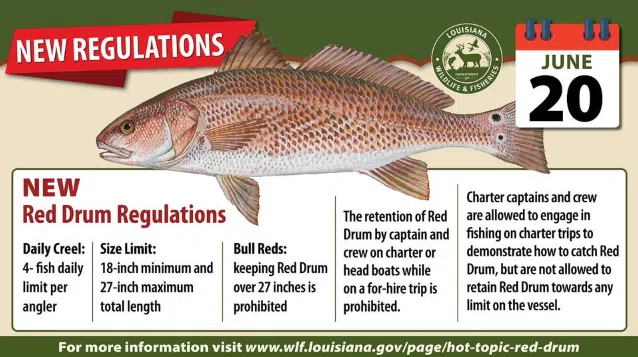Attention anglers! New red drum regulations in effect