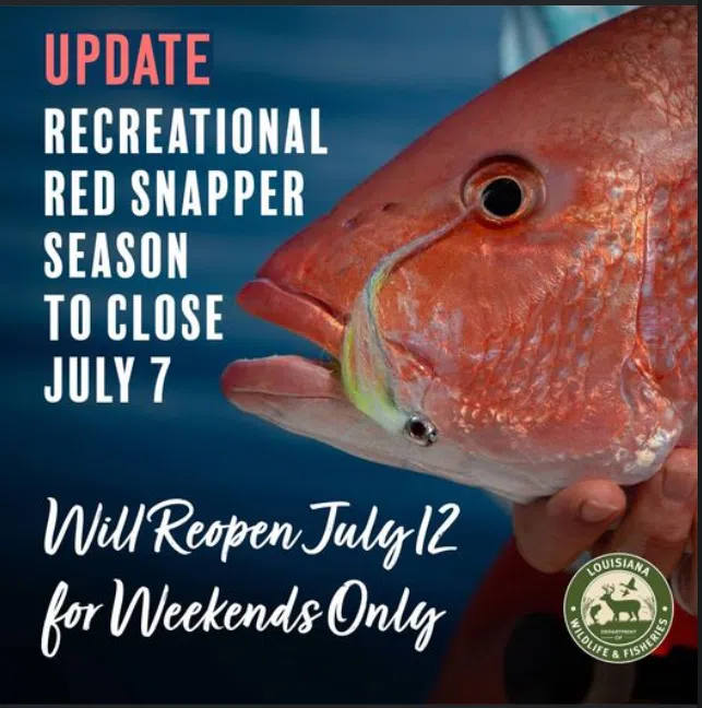 Recreational red snapper season to be weekends-only after short closure