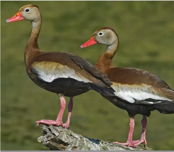 LDWF requests expansion for black-bellied whistling duck hunting season