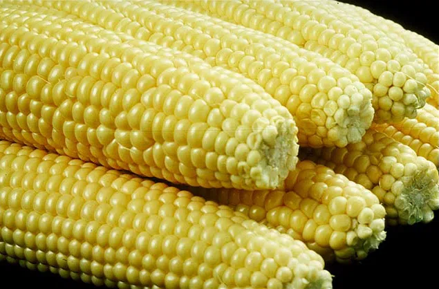 2024 Louisiana corn yields up from 2023