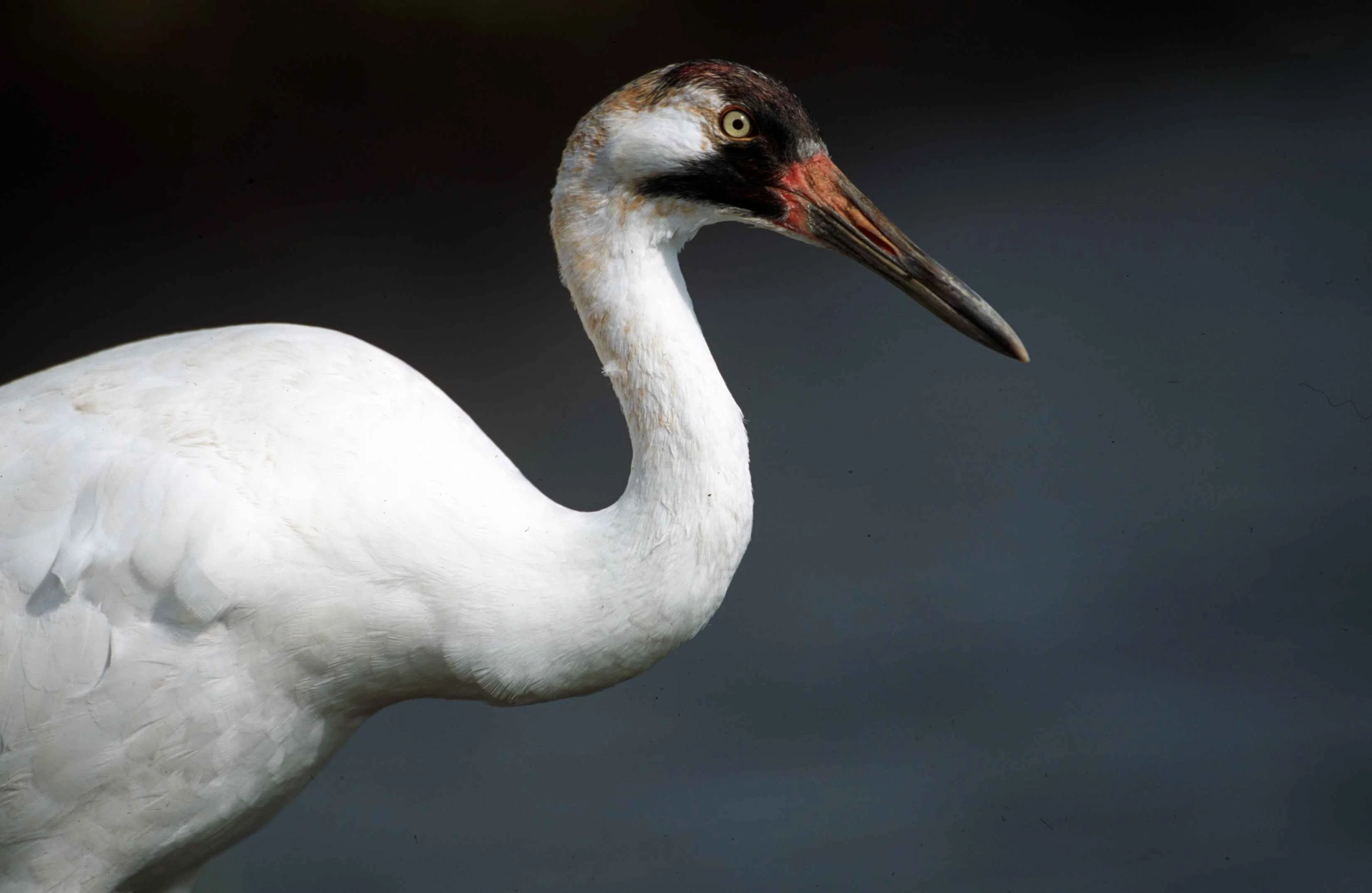 Reward offered for information regarding killing of endangered Whooping Crane