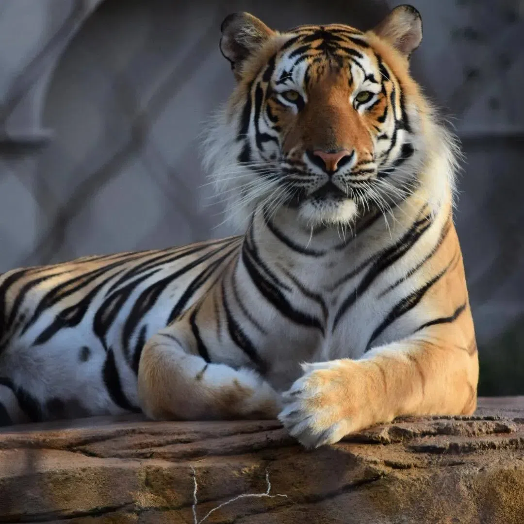 Governor Jeff Landry wants to see a live tiger on the field at LSU's Tiger Stadium