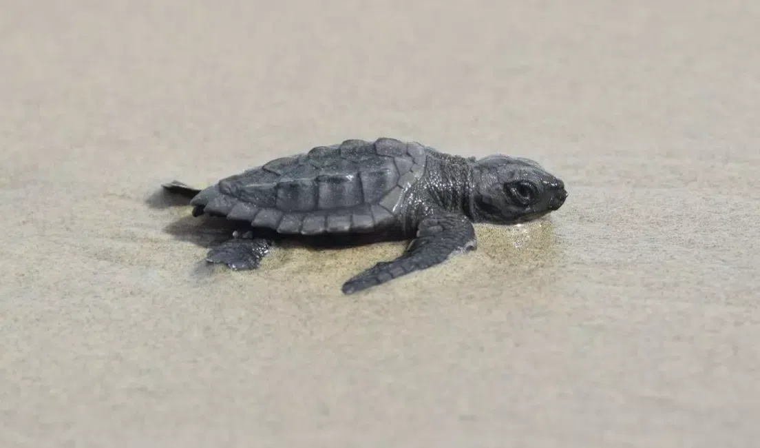 Sea turtle hatchings found on Louisiana's Chandeleur Islands for the third consecutive year