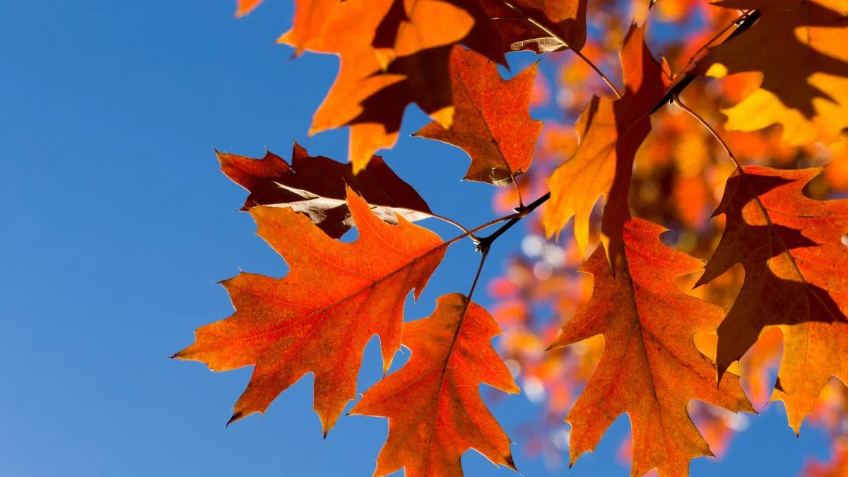Cold front expected to chill Louisiana Thanksgiving weekend