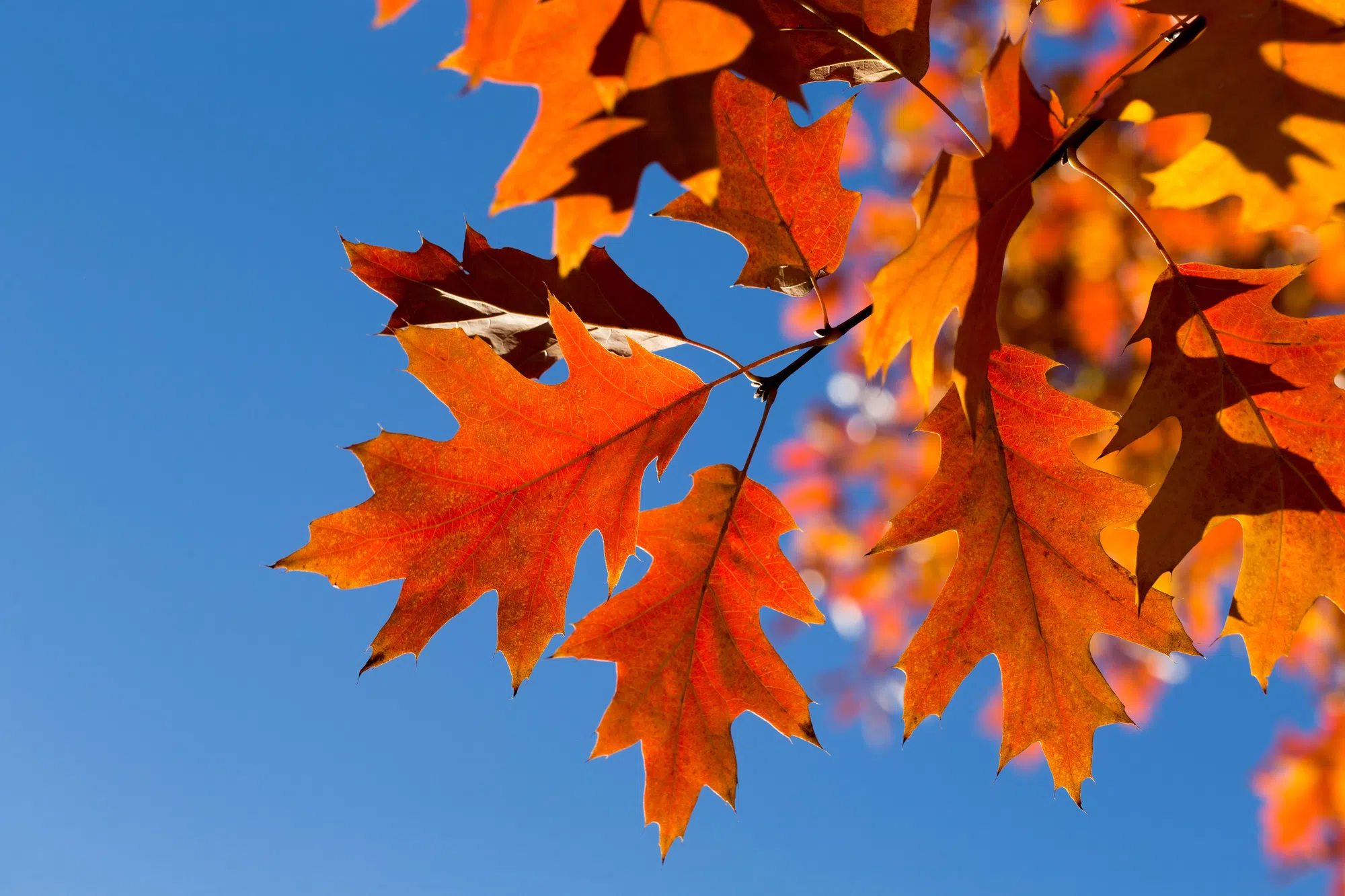 Cold front expected to chill Louisiana Thanksgiving weekend