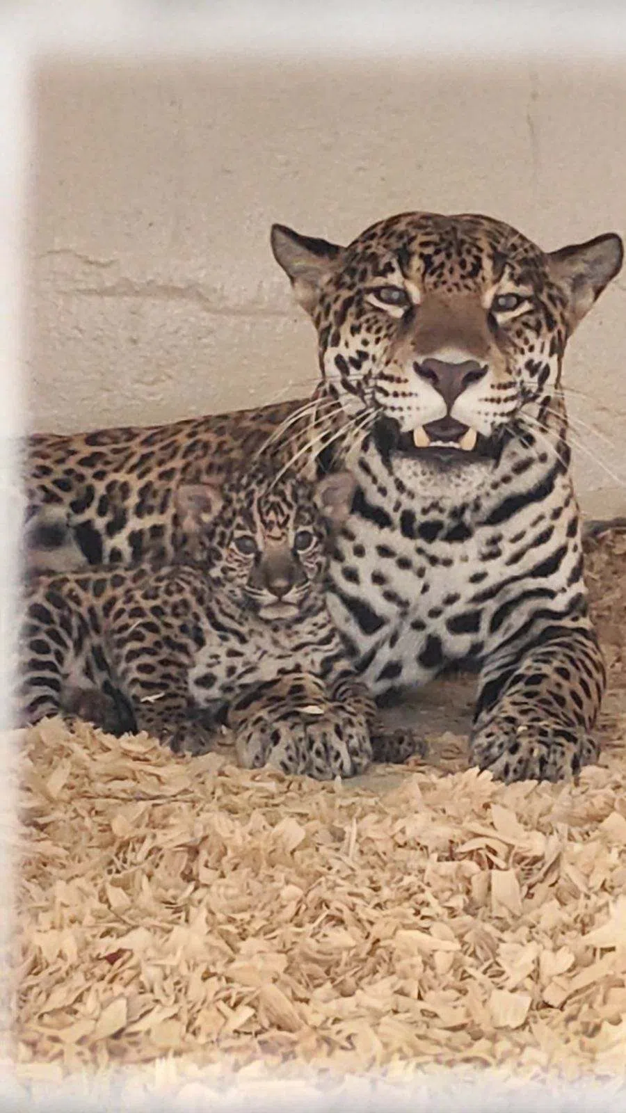 Baton Rouge Zoo welcomes first jaguar cub in 31 years