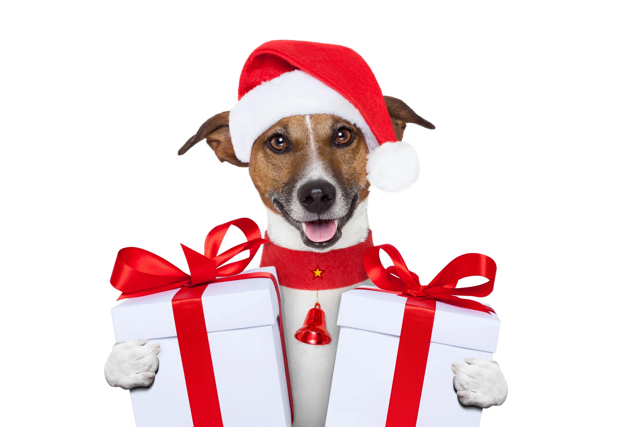Louisiana Humane Society discourages pets as presents