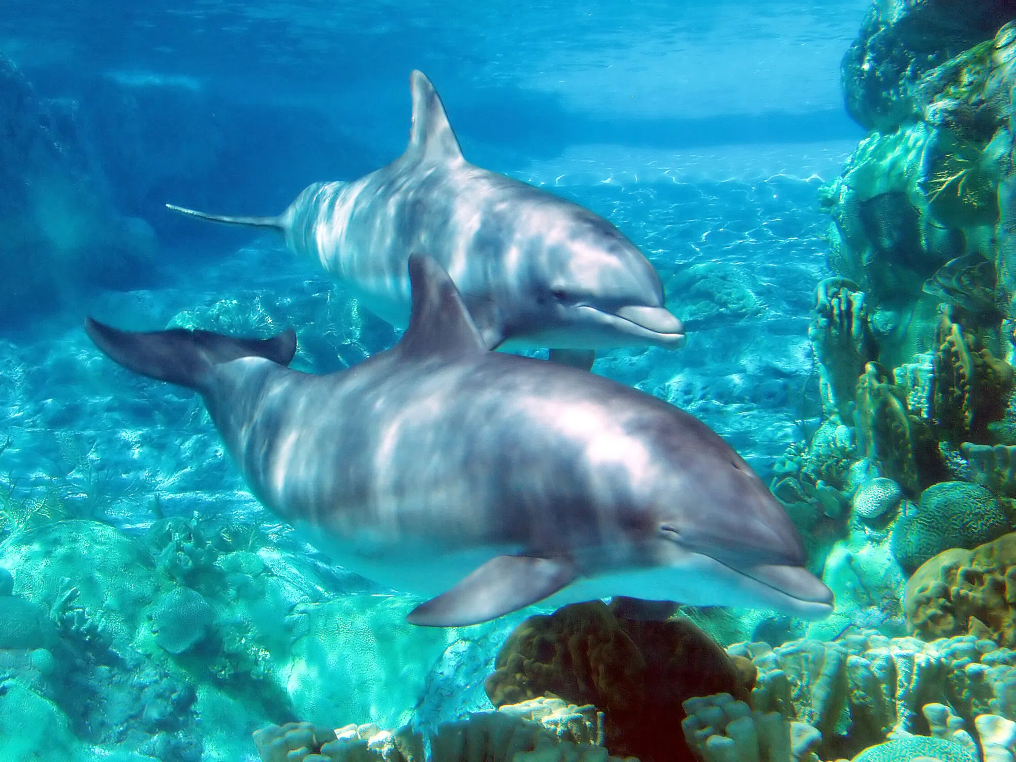 Dolphins are not drug addicts, despite testing positive for Fentanyl