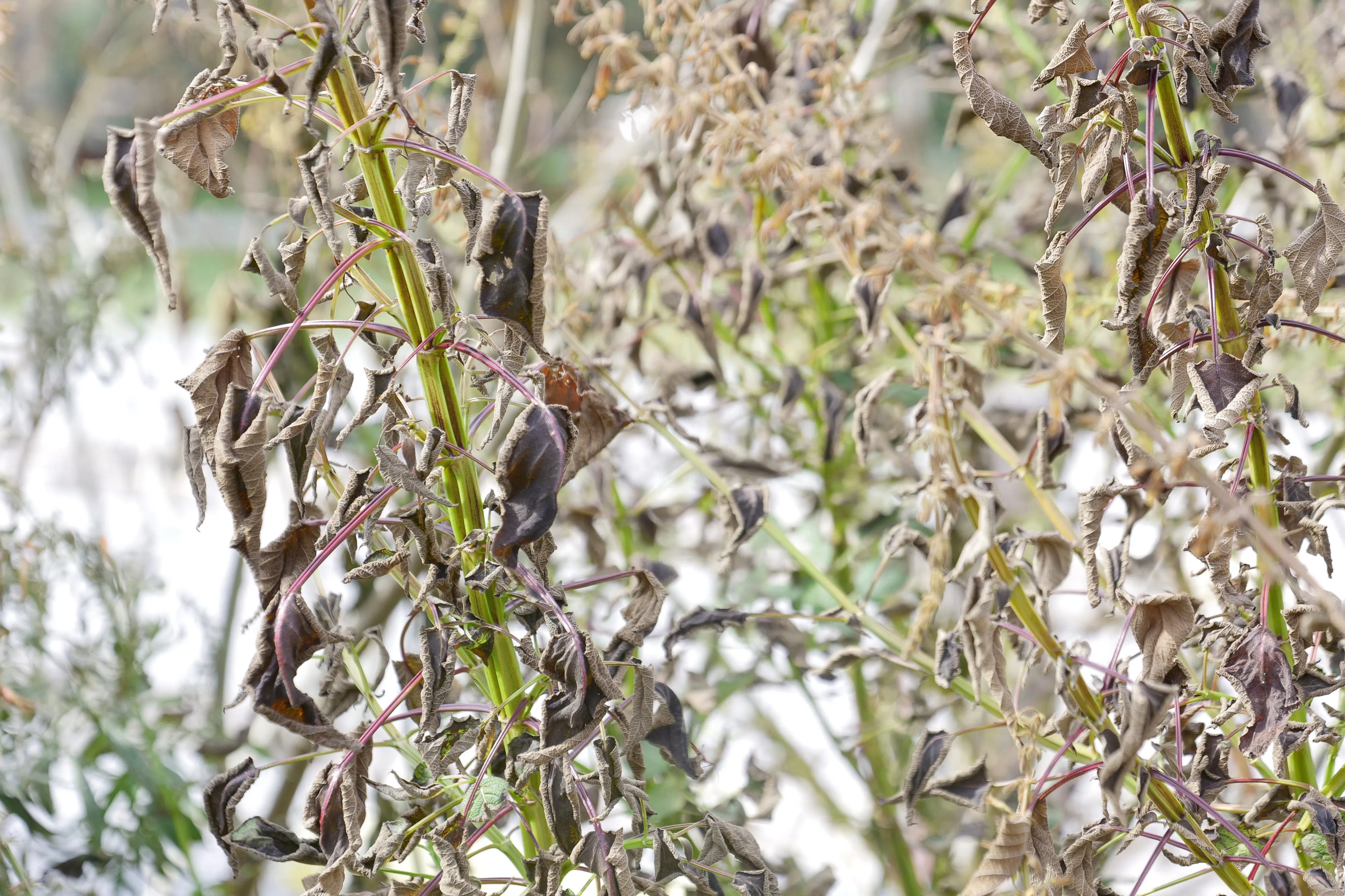 Horticulturist: Wait a week before assessing damage to plants from arctic cold