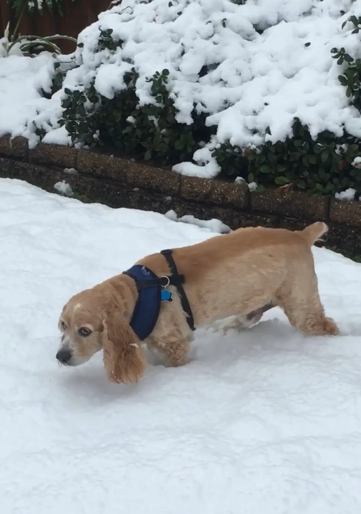 Humaine Society of Louisiana tips for pet owners during cold weather