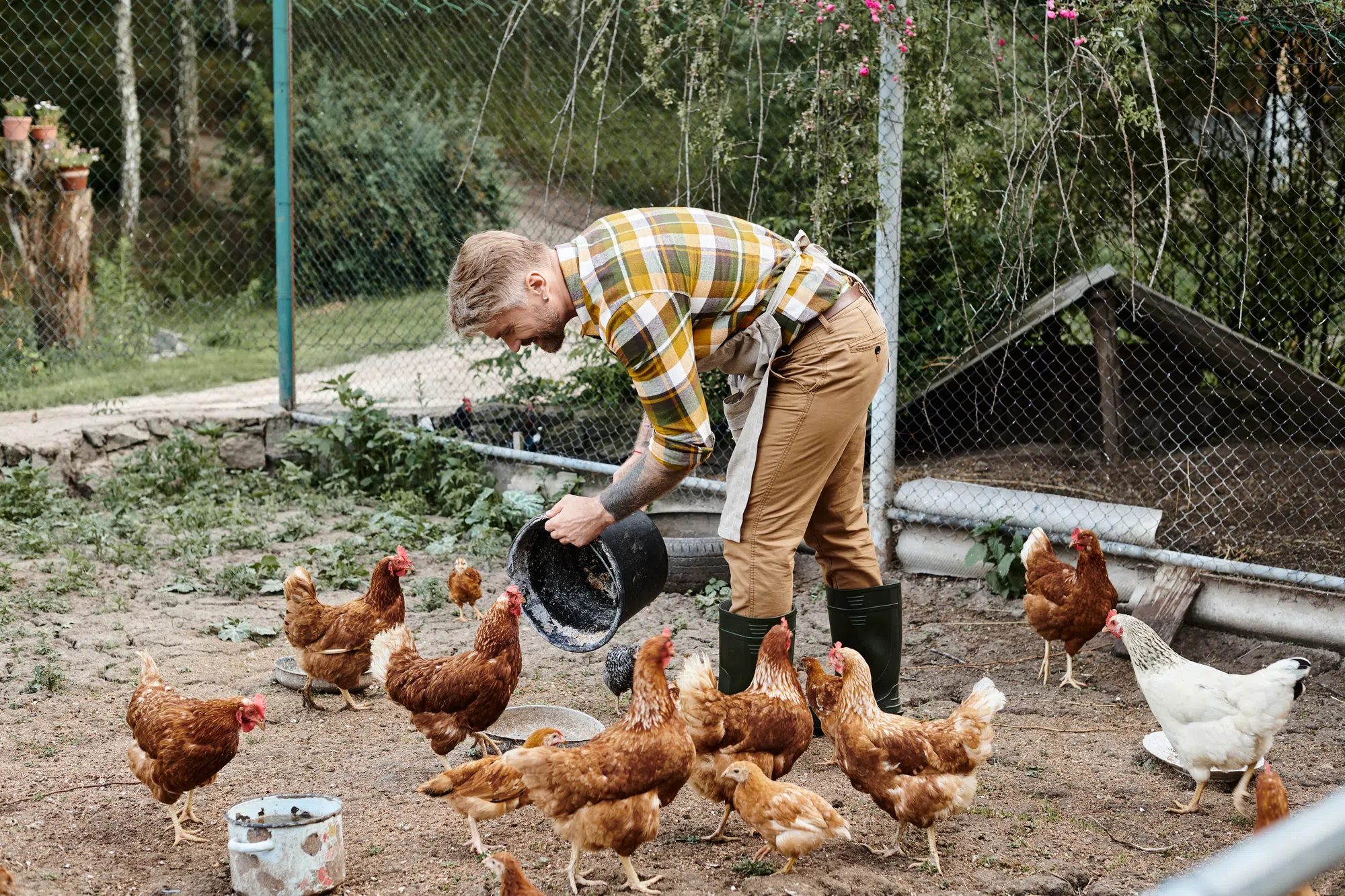Surging egg prices have some looking at raising chickens to offset cost