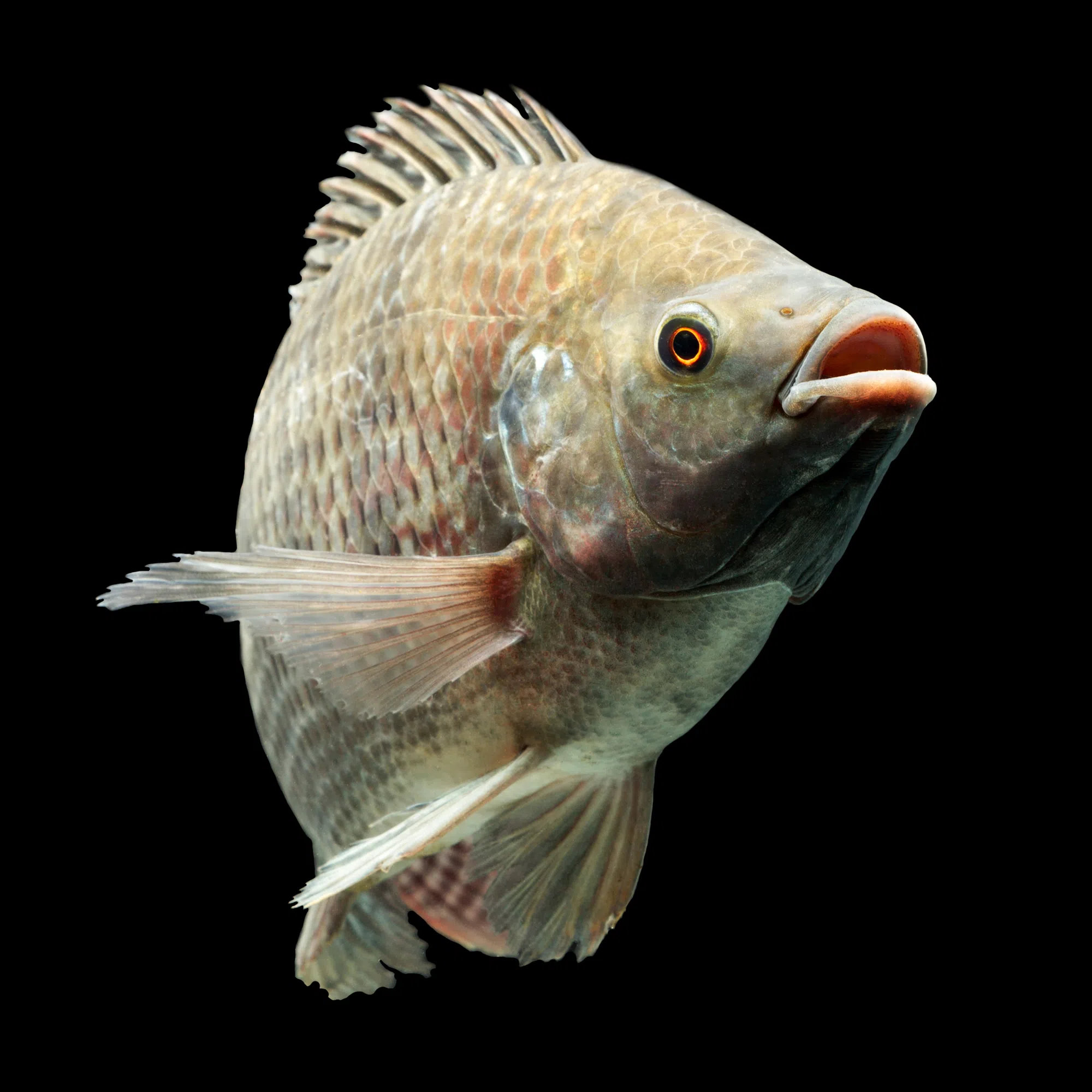 Invasive fish species return to Louisiana waterways