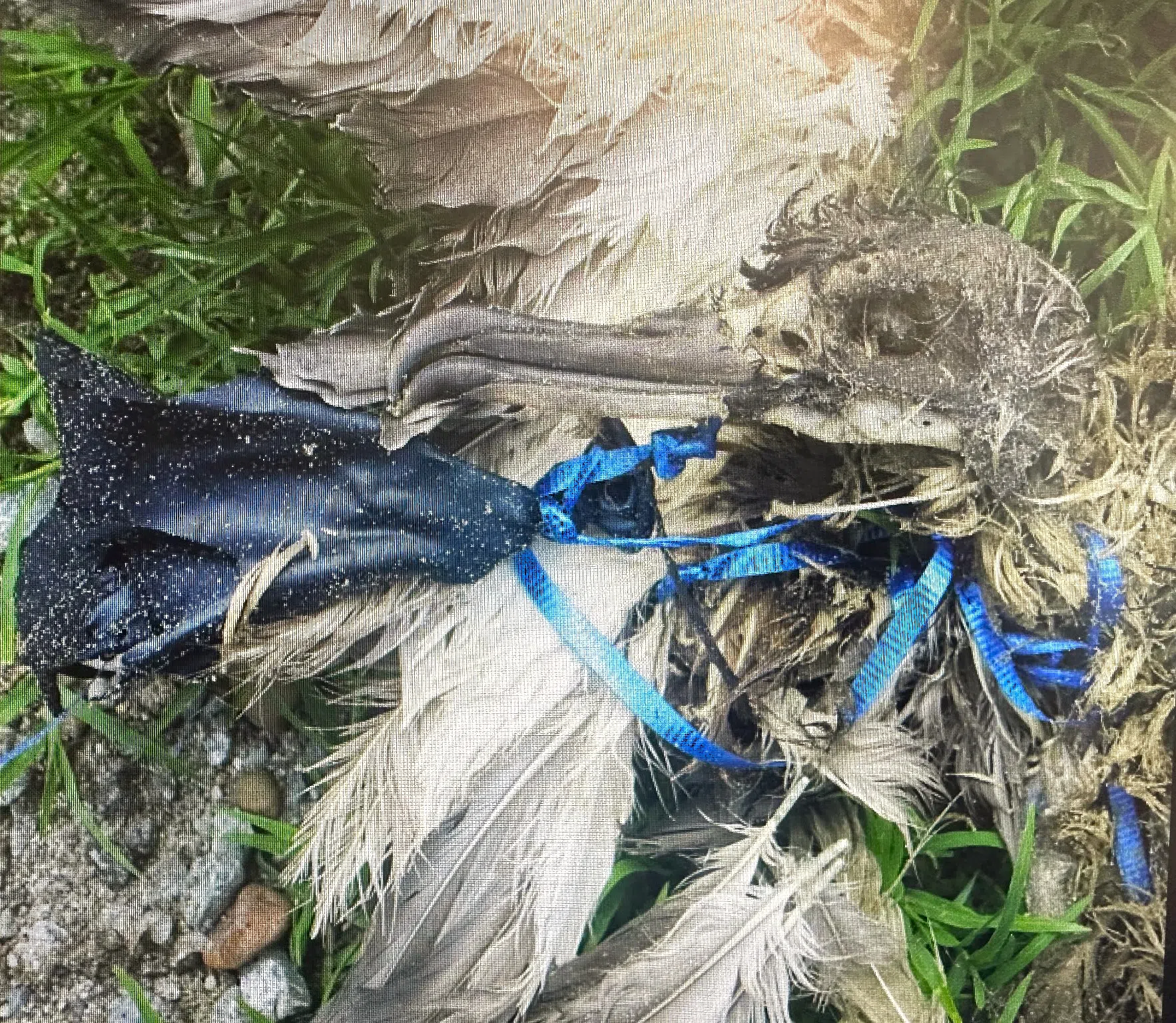 Louisiana House Bill 581, which would prohibit balloon releases, vetoed by Governor Jeff Landry