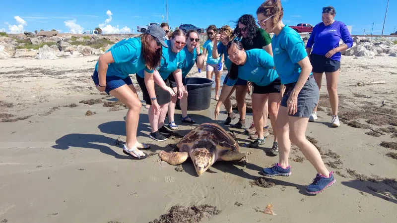 Audubon Aquarium Rescue releases three sea turtles