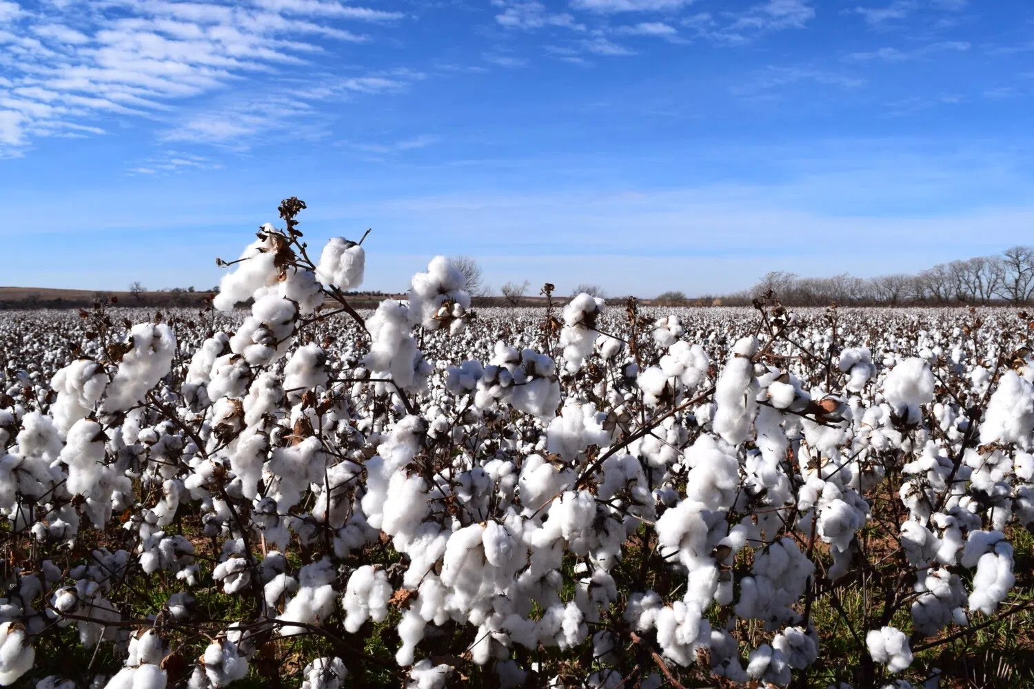 After decades of rule, cotton is dethroned by soybeans as Louisiana's top crop