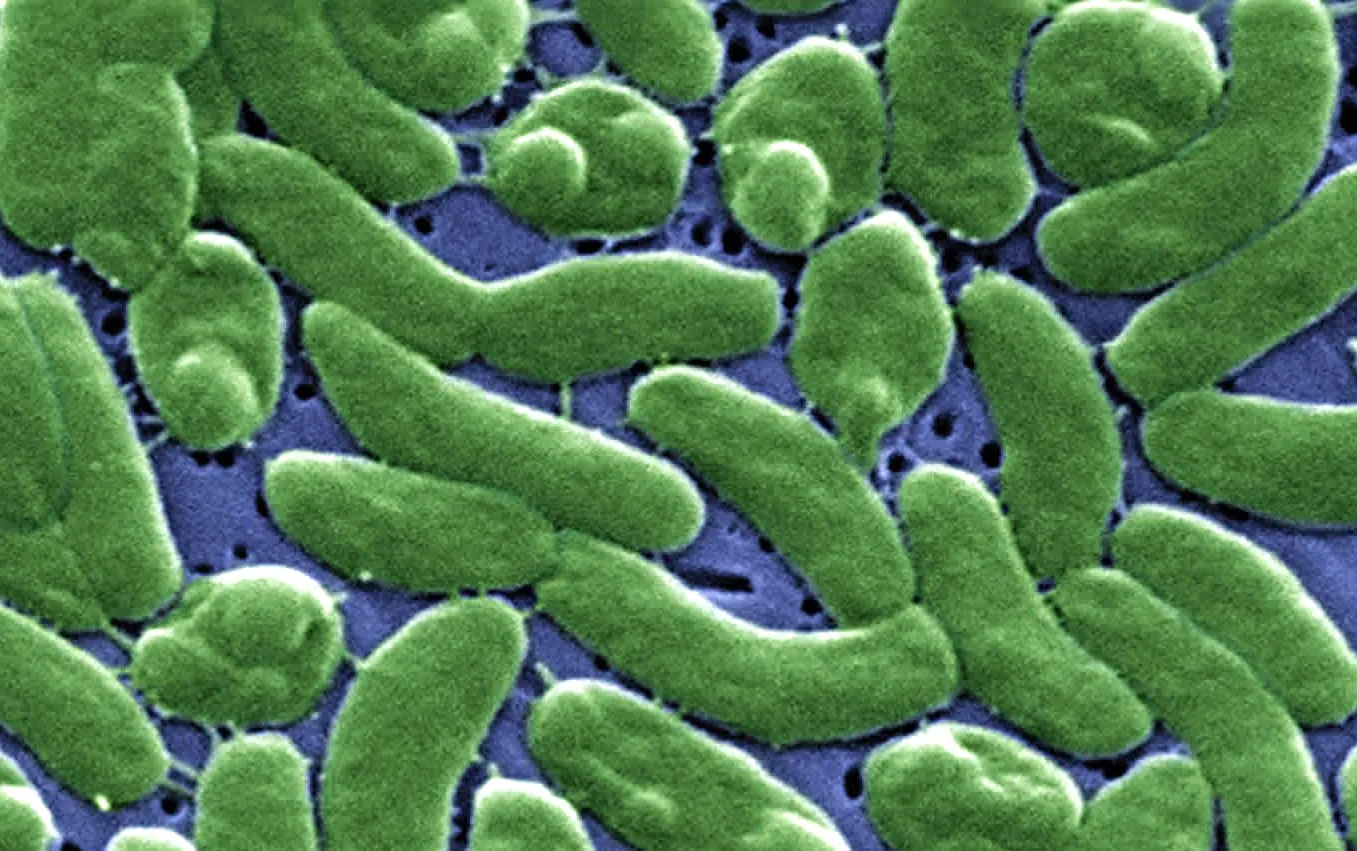 Louisiana Department of Health seeing an increase in number of Vibrio vulnificus cases and deaths