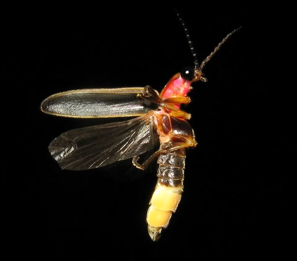 LSU AgCenter working with Town of Jean Lafitte to renew firefly population
