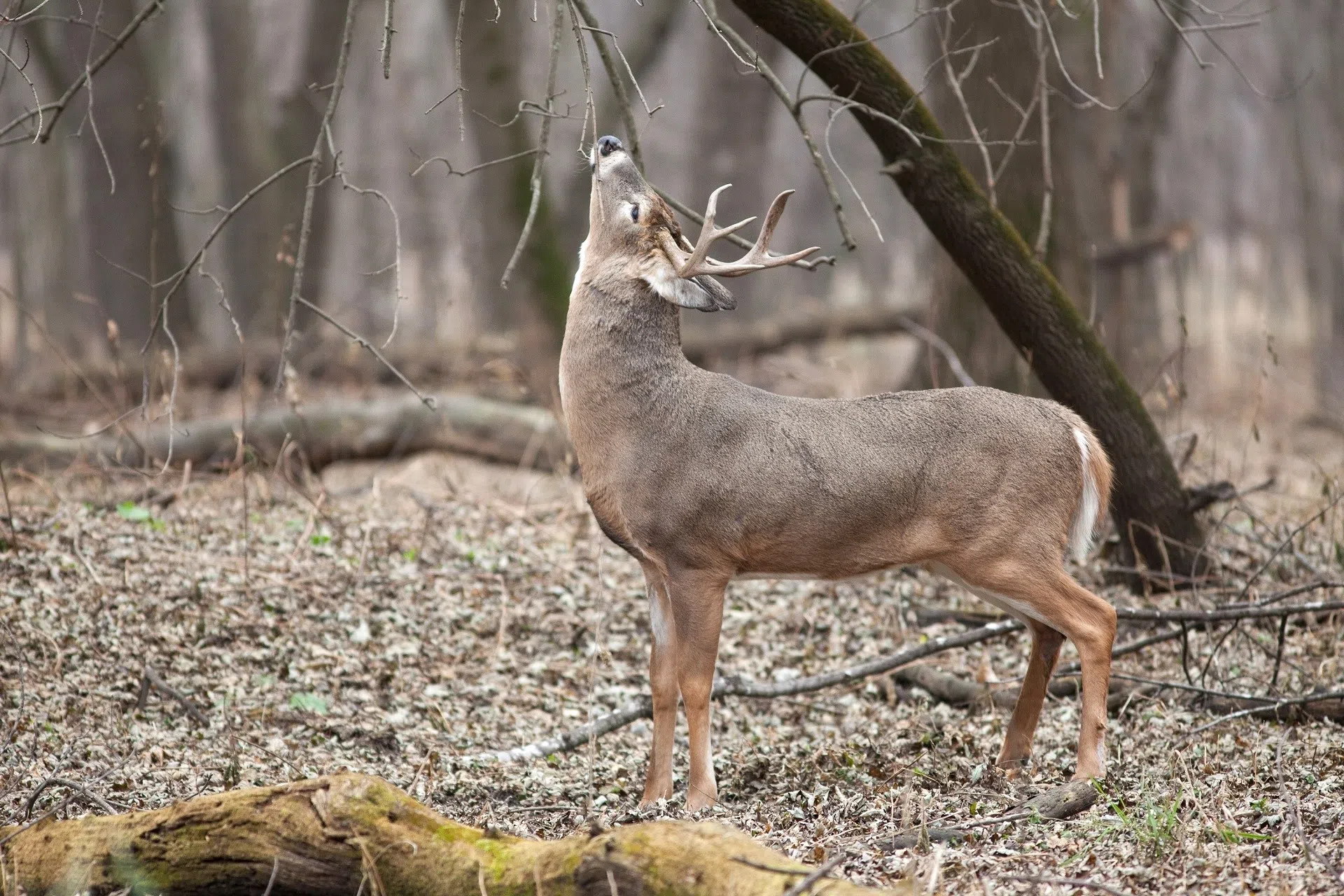 Chronic Wasting Disease case confirmed in a white-tailed deer in Concordia Parish, according to LDWF