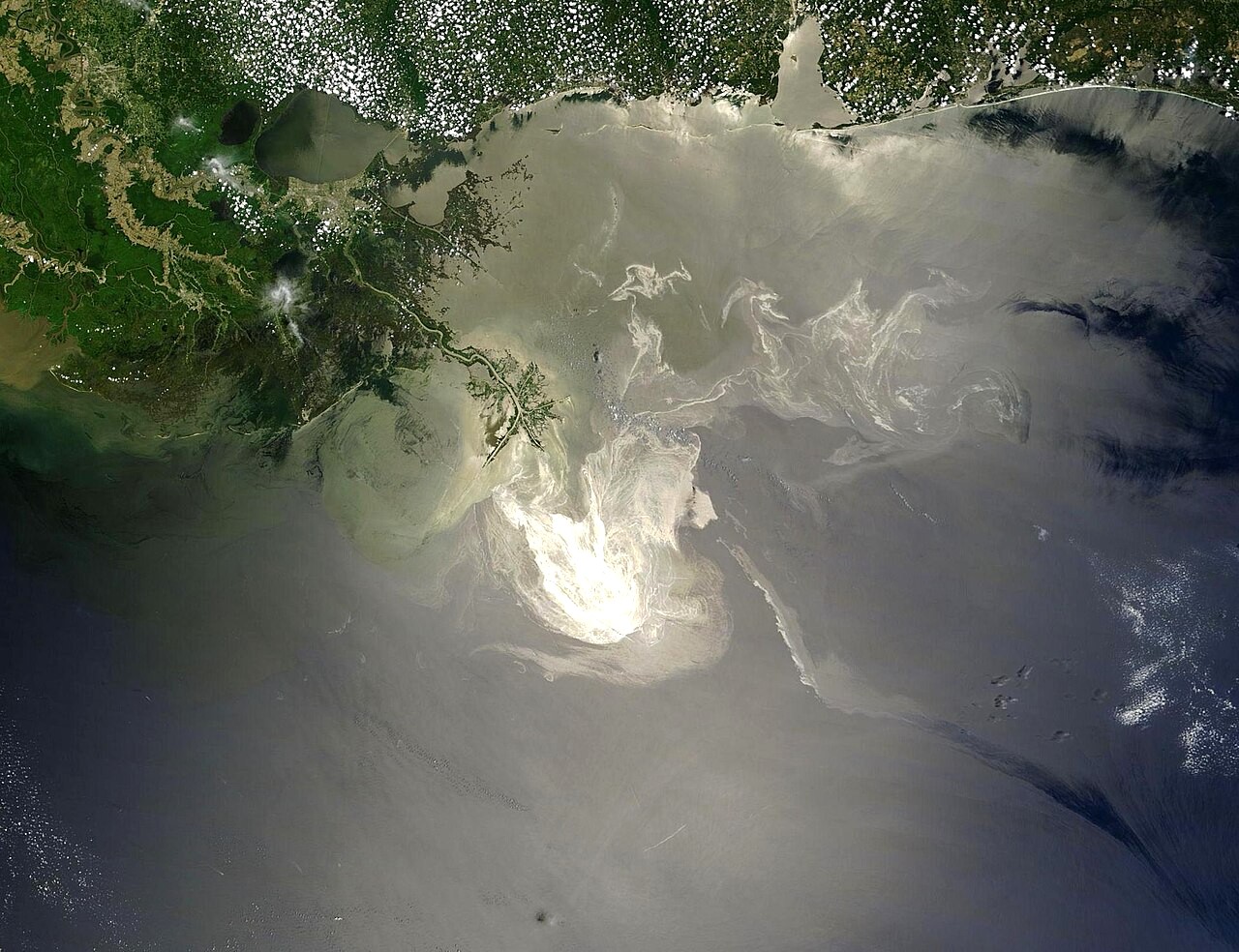 New study finds marine life in Gulf of Mexico still experiencing effects of 2010 BP Deepwater Horizon Oil Spill