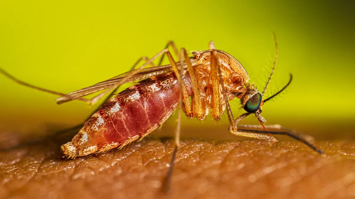 Mosquitoes with West Nile Virus Found in Southeastern Oklahoma