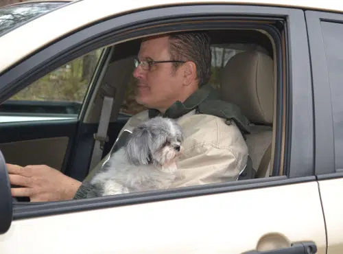 Lap dogs for Illinois drivers could lead to $50 fine with new legislation - Updated w/ discussion with Metropolis Police Chief Harry Masse