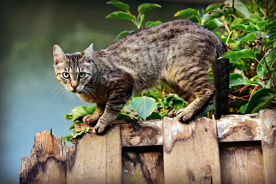 Metropolis Cash for Cats - Fundraising Yard Sale Saturday - Still Accepting Donations and Volunteers for Set Up