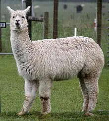 Alpaca Day - September 26 - Discovering the Beauty of Alpaca Farms in Southern Illinois