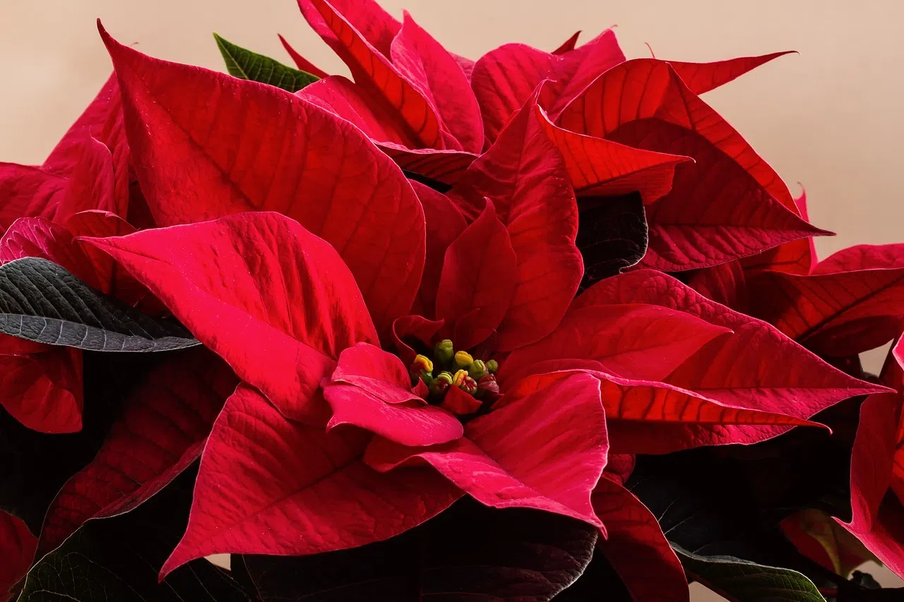 Poinsettia Day - honoring both the beautiful flowering plant and its namesake, Joel Poinsett